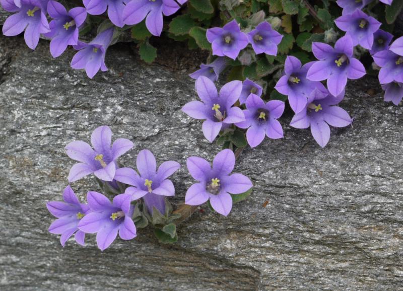 Campanula topaliana