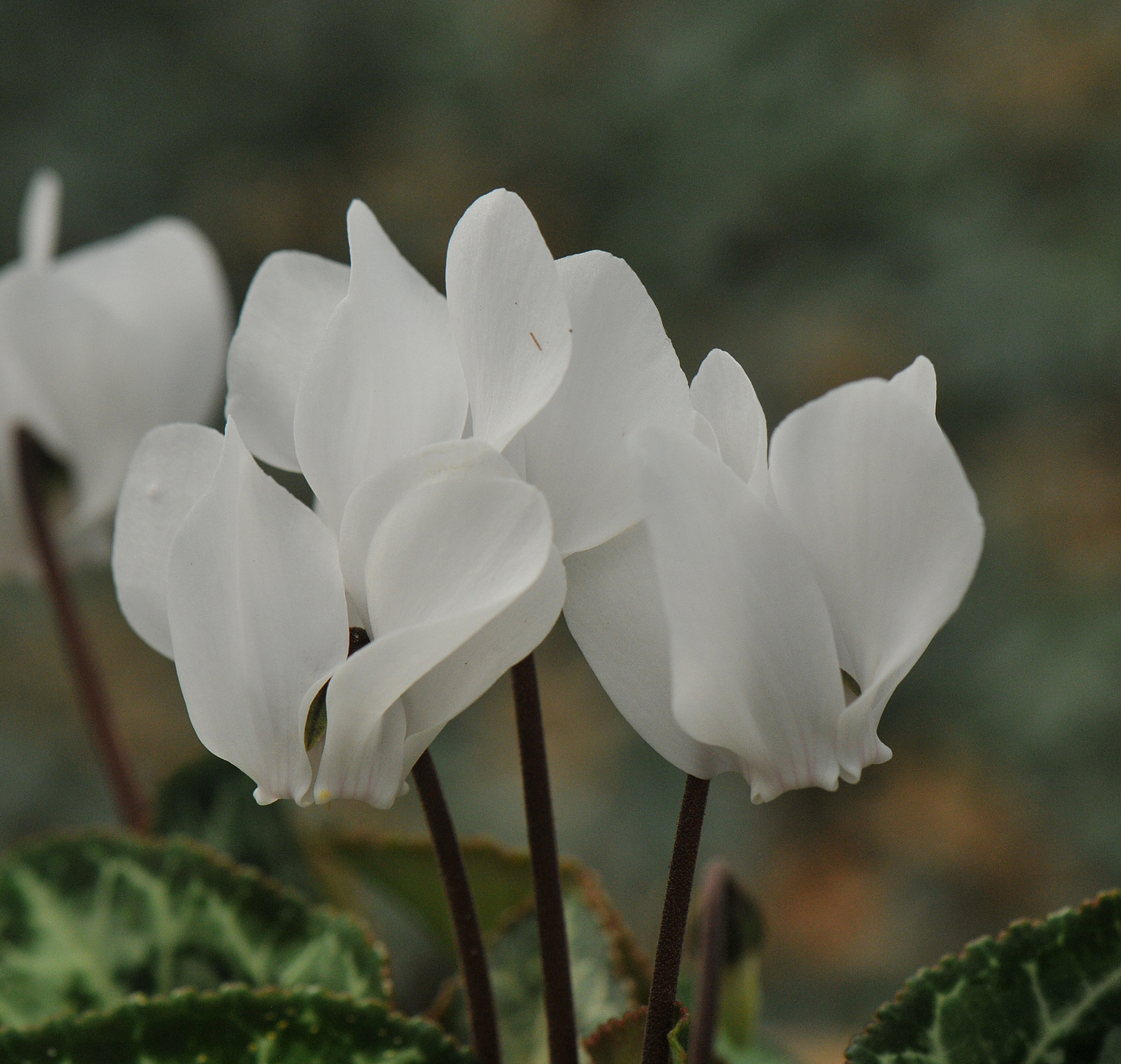 Cyclamen graecum album