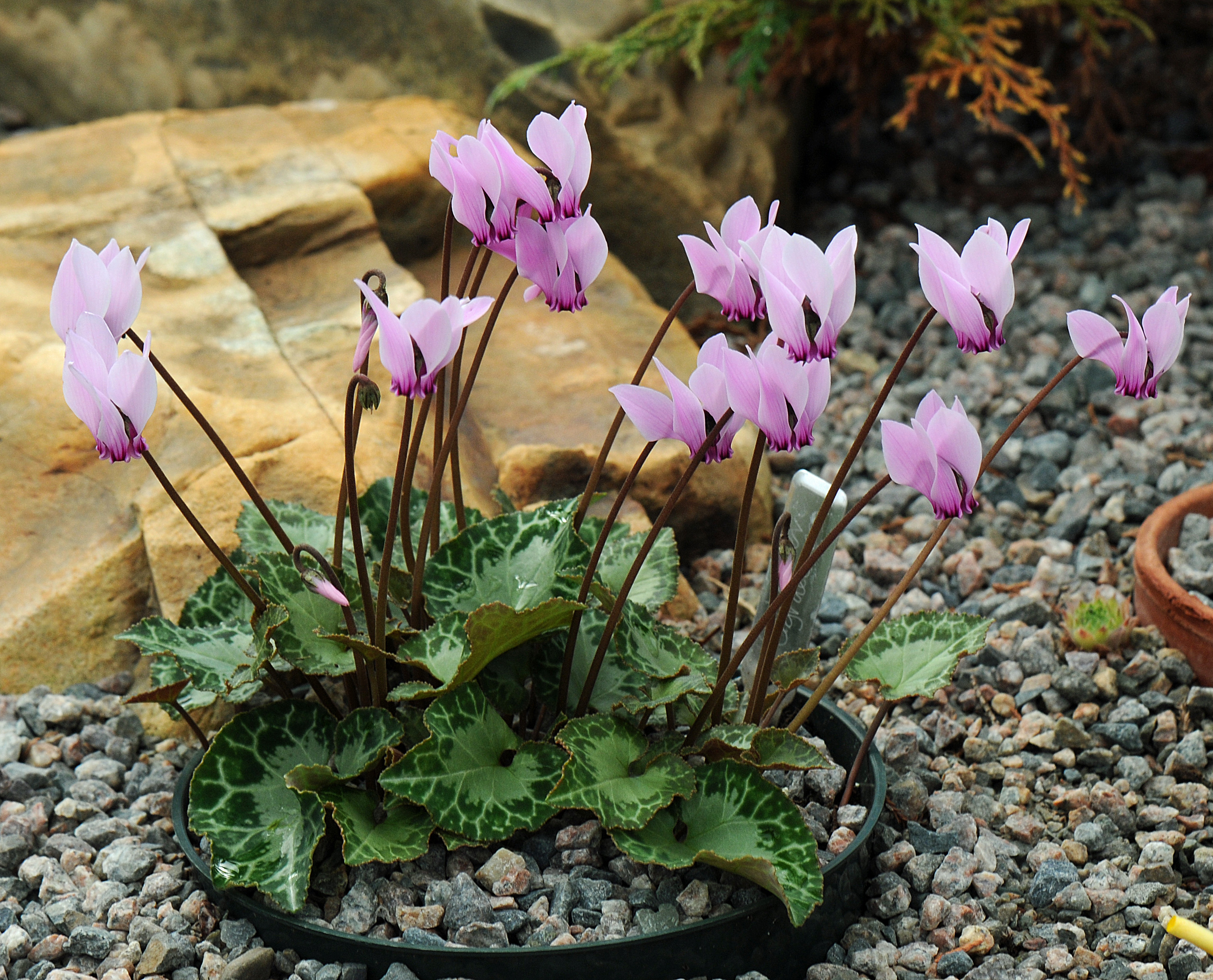 Cyclamen graceum