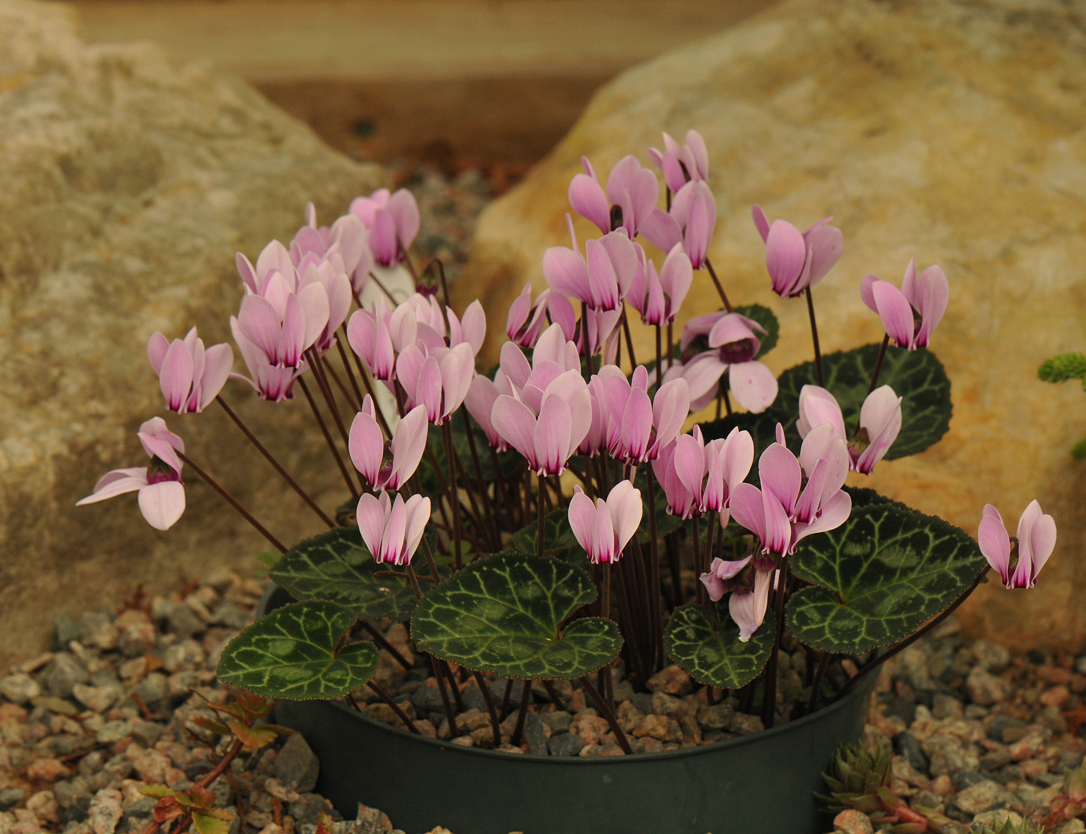 Cyclamen graecum