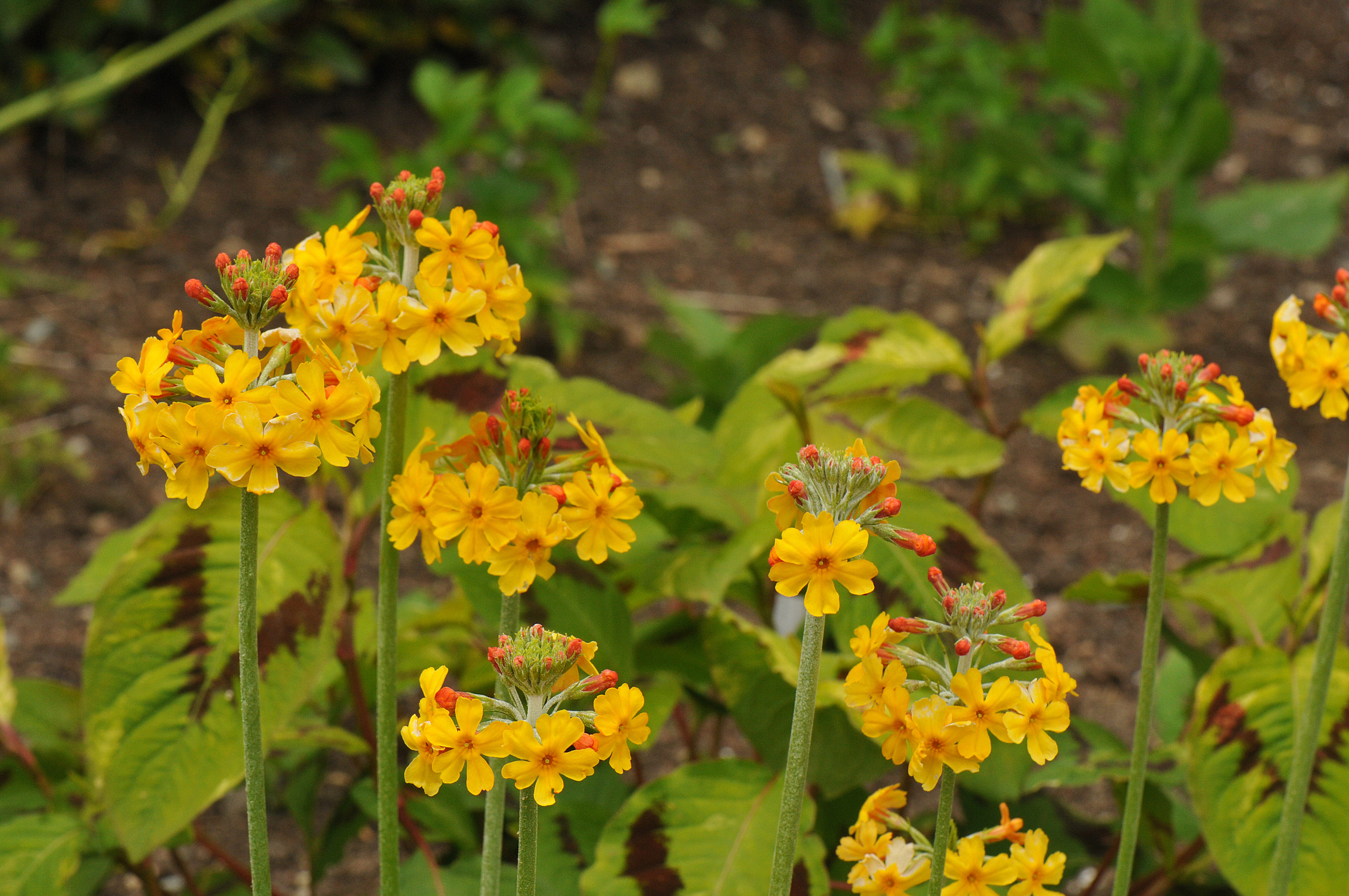 Primula bulleyana
