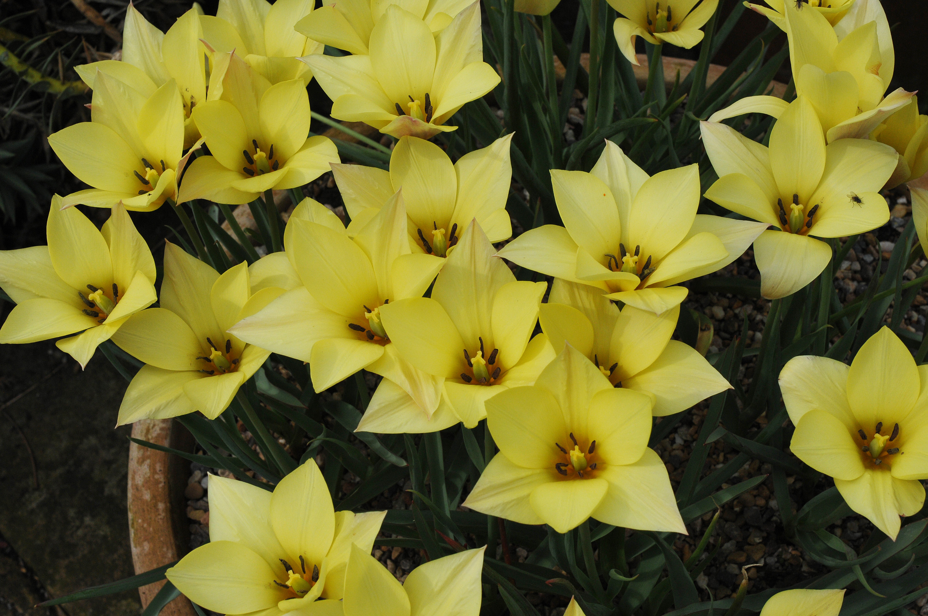 Tulipa batalinii Yellow Jewel
