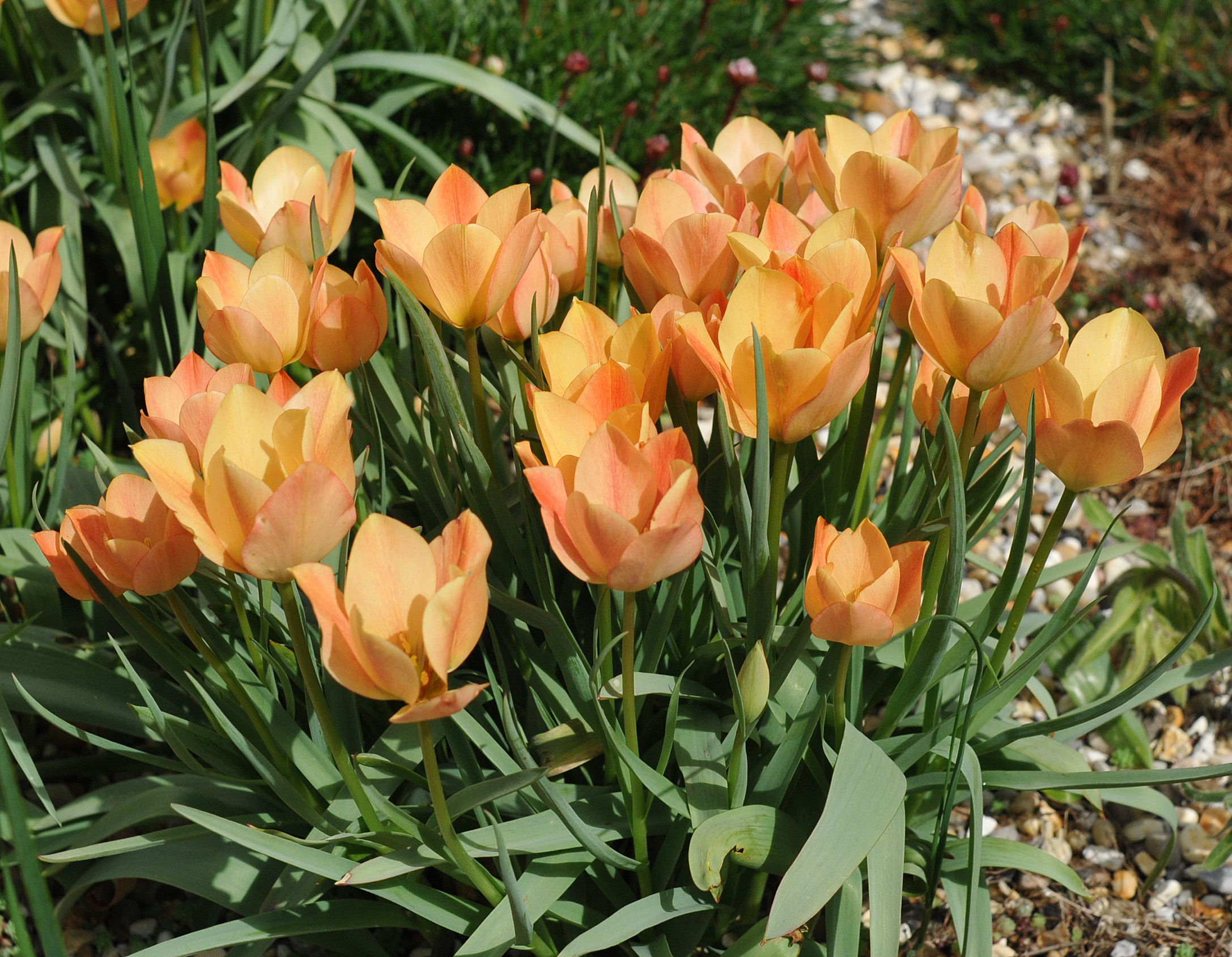 Tulipa batalinii 'Bright Gem'