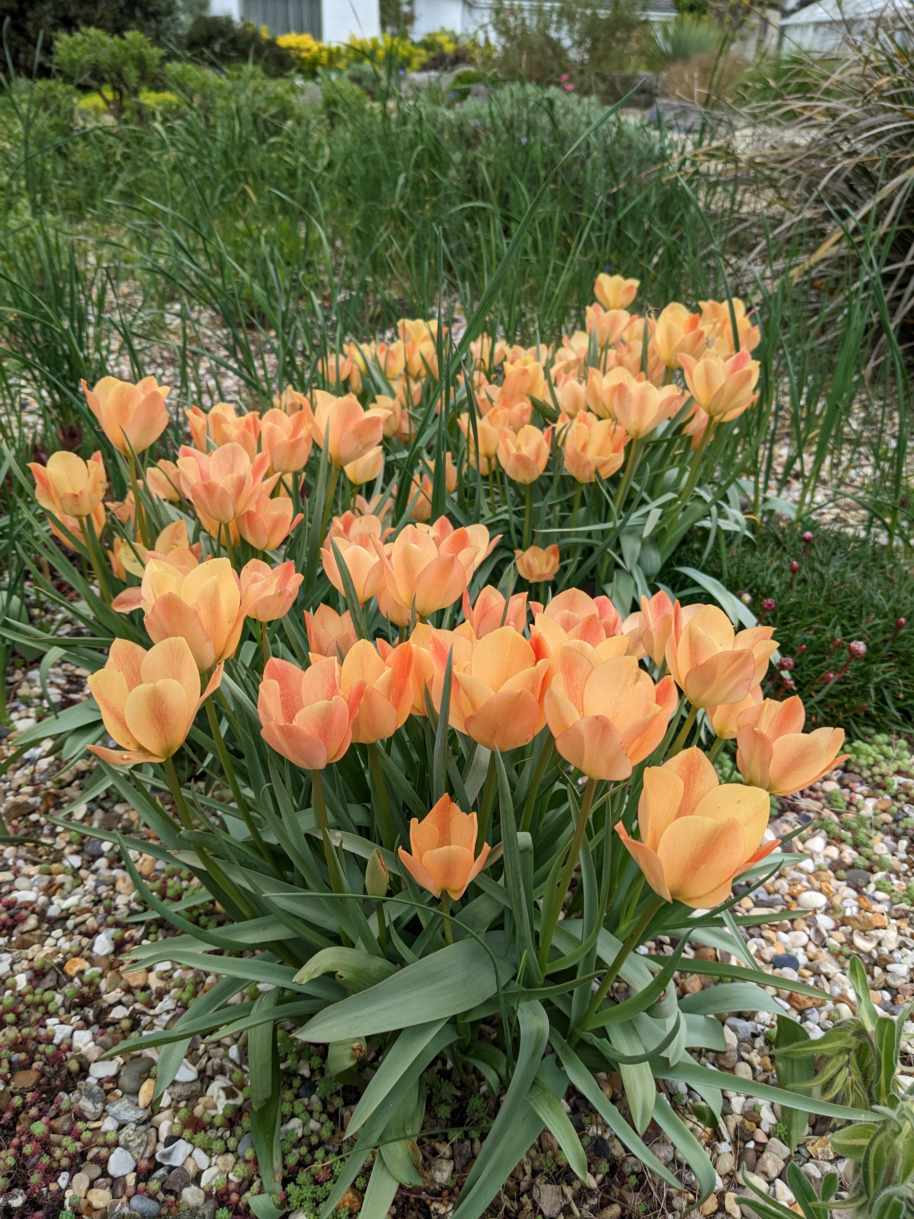 Tulipa batalinii 'Bright Gem'