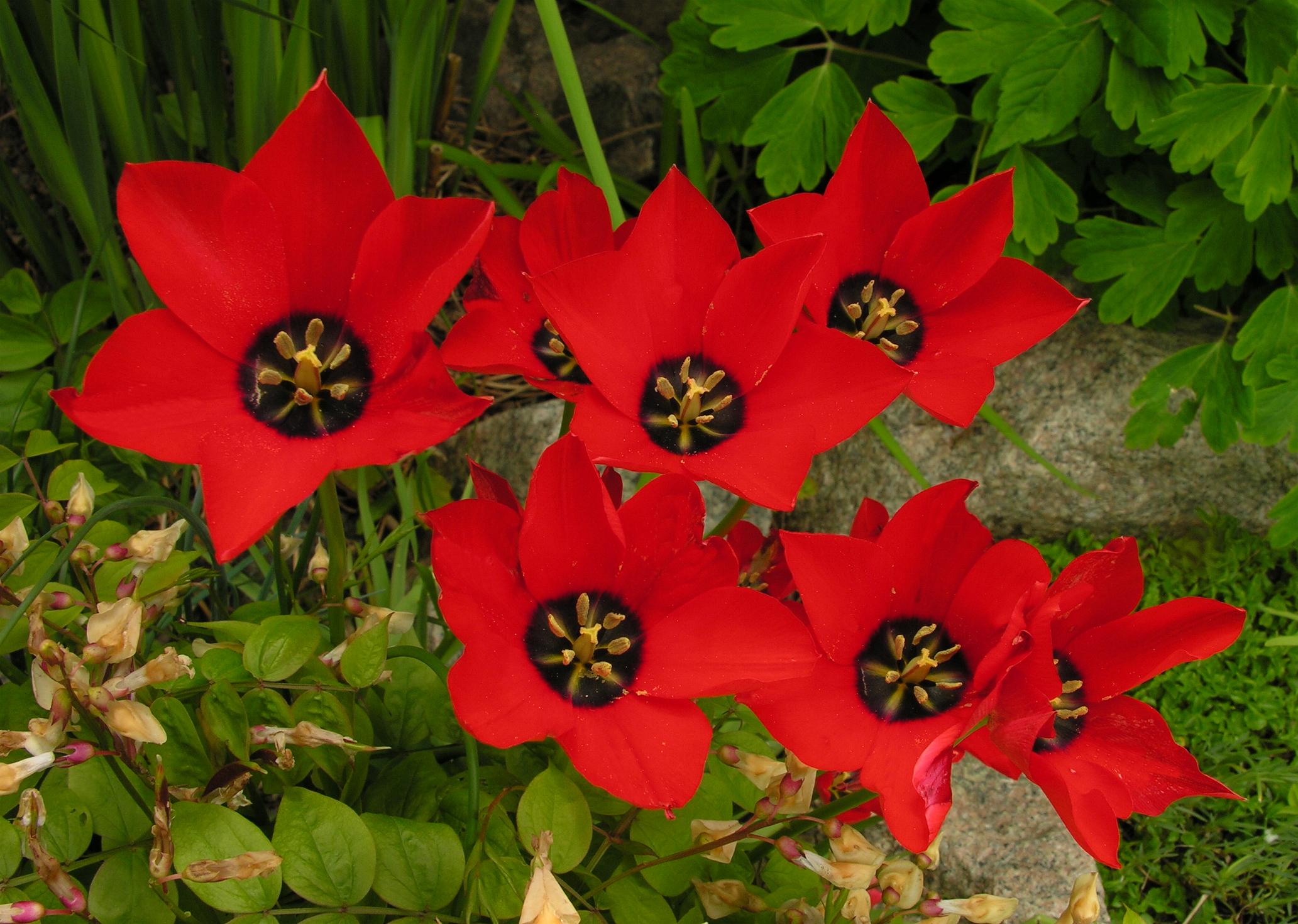 Tulipoa batalinii 'Red Gem'