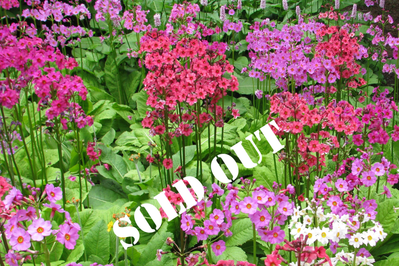 Sold Out