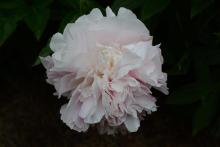 peony peony