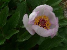 Paeonia kesrouanensis Paeonia kesrouanensis