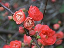 Red Chaenomeles