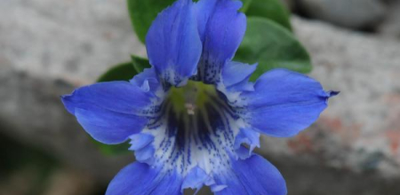 Gentiana cachemerica
