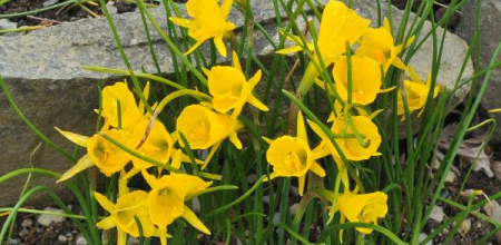 Narcissus bulbocodium