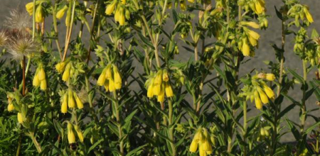 Onosma cinerea