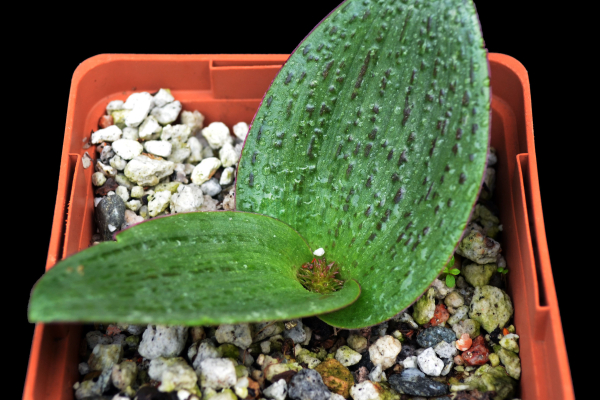 Lachenalia carnosa