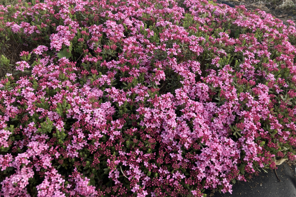 Daphne juliae 