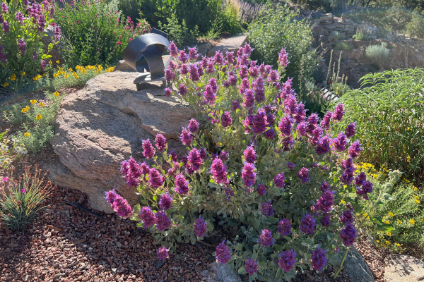 Salvia pachyphylla