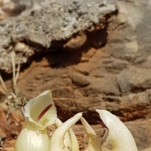 Biarum davisii