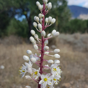 Drimia numidica