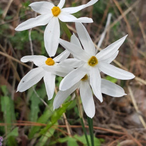 Narcissus deficiens