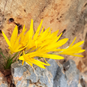 Sternbergia sicula
