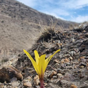 Colchicum-luteum