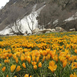 Crocus korolkowii