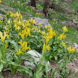 Iris-chrysopetal