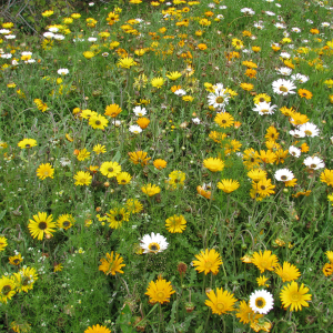 Arctotis spp.