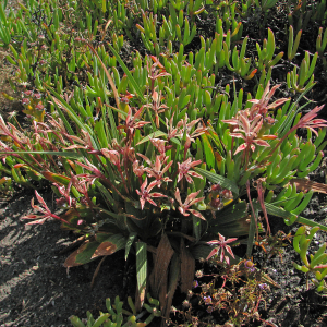 Babiana sp.