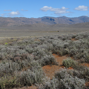 Namaqualand