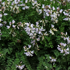Astragalus alpinus
