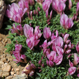 Trifolium nanum