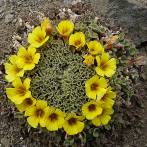Oxalis penicillata