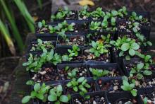 Hellebore seedlings
