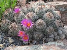 Some sort of local cactus