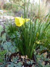 yellow Hoop Petticoat Daff seedling