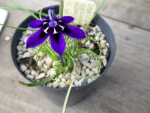 Lapeirousia oreogena