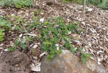 Indigofera pseudotinctoria