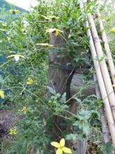 Clematis 'Golden Tiara'