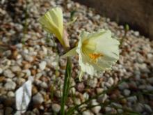 Narcissus 'Nug Natch'
