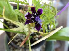 Lapeirousia oreogena 