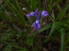 Moraea tripetala