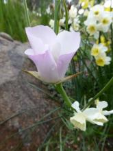 Calochortus catilinae. NARGS Sdx 2008