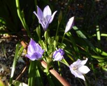 Triteleia cv or Brodiaea