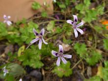 Pelargonium iocastrum
