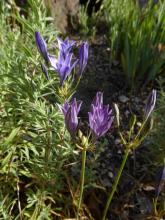 Triteleia laxa - 2 colors