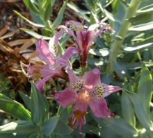 Alstroemeria hookeri