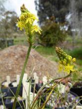 Bulbinella triquetra