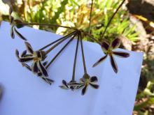 Pelargonium triste dark form 