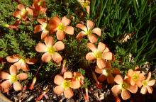 Oxalis massoniana