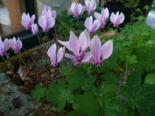 Cyclamen salvaged from the late Pat Bender's garden